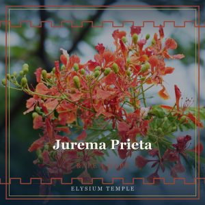 Jurema Prieta