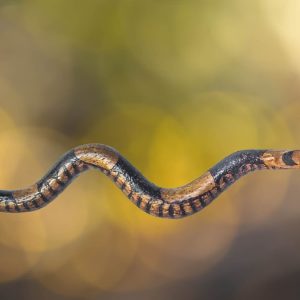 Snake Tepis