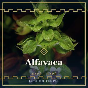 Alfavaca
