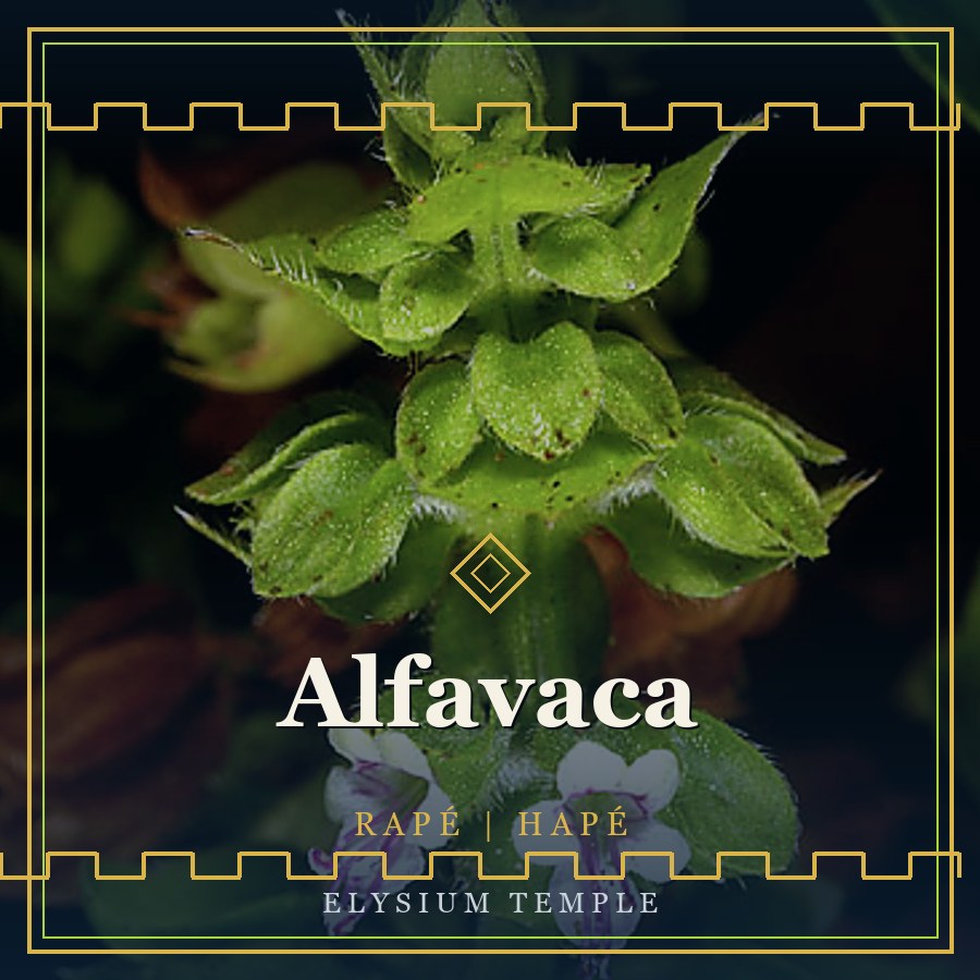Alfavaca