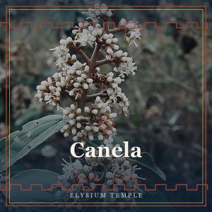 Canela
