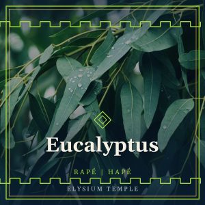 Eucalyptus