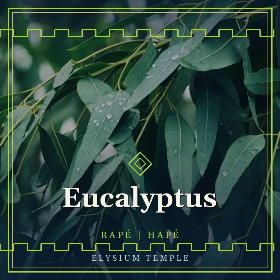 Eucalyptus