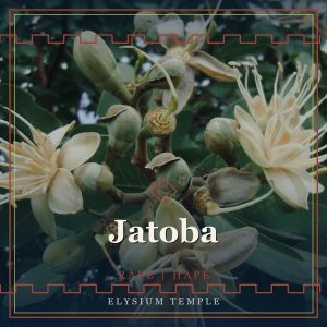 Jatoba