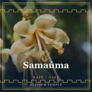 Samaúma