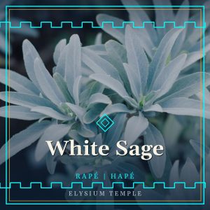 White Sage